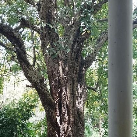 Kon Tree Shade Apartment Dambulla Luaran gambar