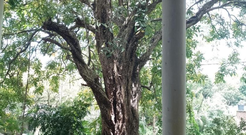 Kon Tree Shade Apartment Dambulla Luaran gambar